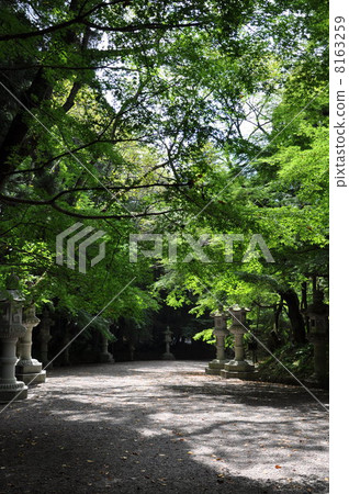 Katori Shinku stone lanterns approaching path Katori Shinku stone lanterns approaching path 8163259