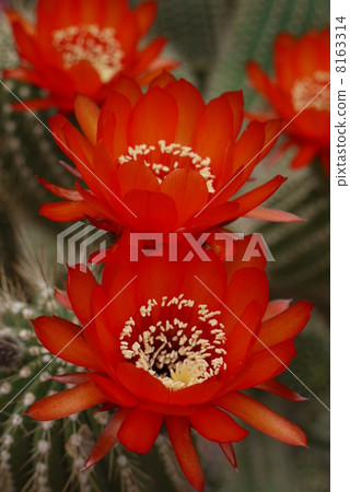 Cacti“Joyo Maru” 8163314