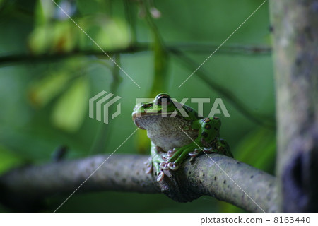Moria gull frog 8163440