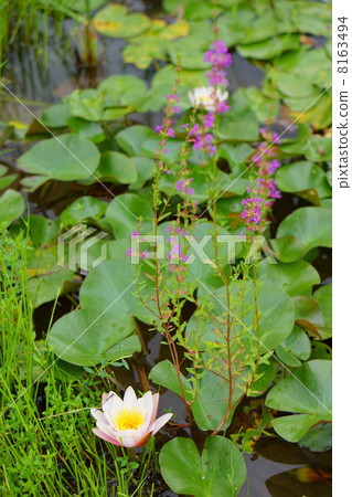 睡蓮和味噌haki 睡蓮和味噌haki 8163494