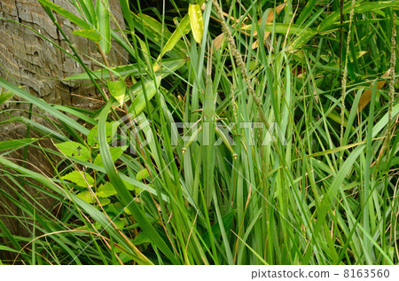 Shorurata（蚱蜢可用）·蚱蜢在中心很大。 8163560