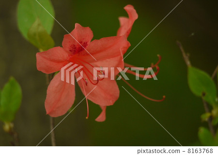 Azalea 8163768