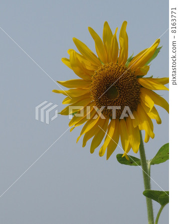 Summer flower sunflower 8163771