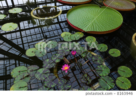 植物公園荷花 植物公園荷花 8163946