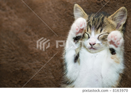 A kitten 8163970