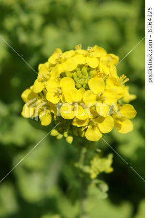 強姦開花 強姦開花 8164125