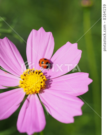 Ladybugs and cosmos Ladybugs and cosmos 8164159