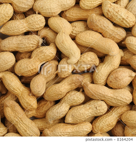 groundnut 8164204