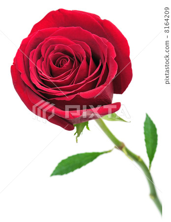 red rose 8164209