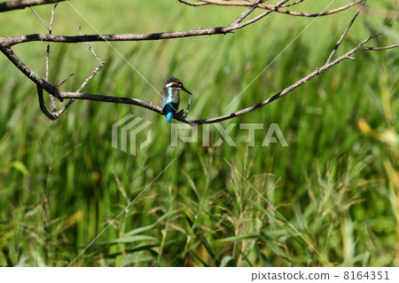 Kingfisher 8164351