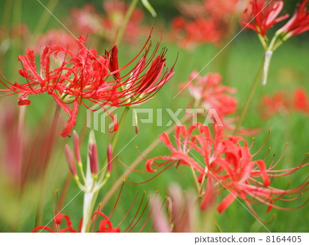 Cluster amaryllis Cluster amaryllis 8164405