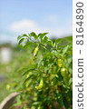 Shishi capsicum 8164890