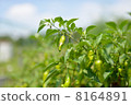 Shishi capsicum 8164891