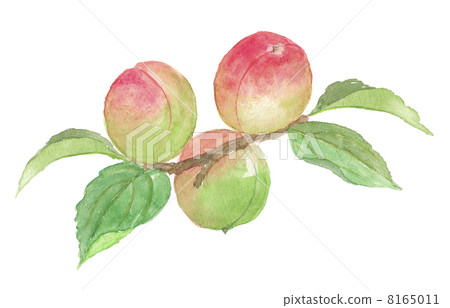 With plum tree With plum tree 8165011