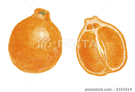 Mineola Mineola 8165014