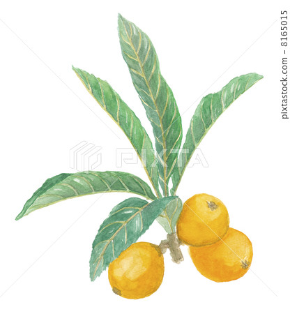 With loquat With loquat 8165015