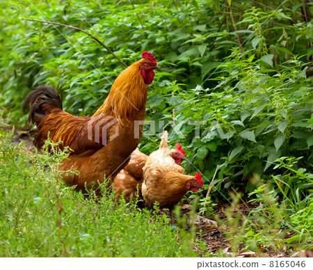 Rooster with hens Rooster with hens 8165046