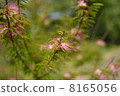 Nemnock 8165056