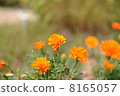 Marigold  8165057