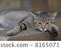 Cats full of cats Cats full of cats 8165071