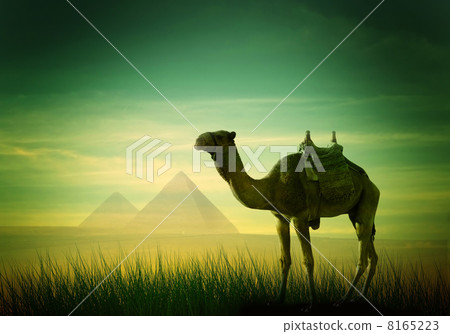 Camel in desert 8165223