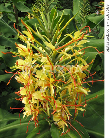 Hedychium gardnerianum 8165569