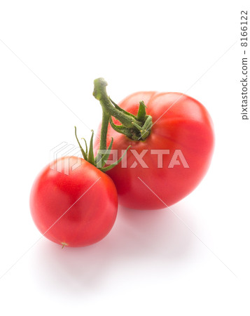 Tomato Tomato 8166122