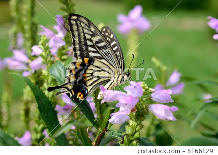 Swallowtail butterfly and late summer 8166129