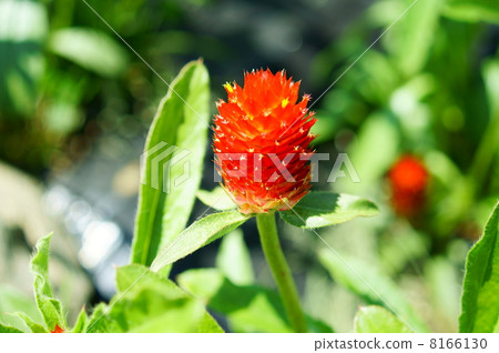 Huang Hua Tsurugi Red flower language: eternal love Gomphrena haageana 8166130