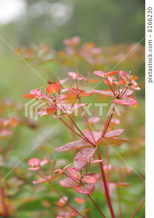 Hakusan Taiki Hakusan Taiki 8166230