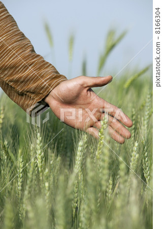 Male hand touching wheat stalks Male hand touching wheat stalks 8166304
