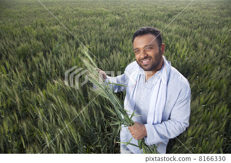Portrait of an Indian man holding crop plant 8166330