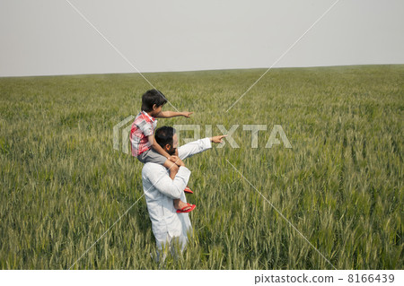 Father and son pointing at something while standing in wheat field 8166439