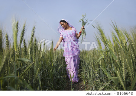 An Indian female farm worker walking through wheat field 8166648