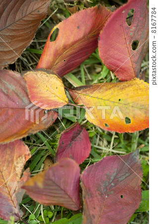 Fallen leaves in the park Fallen leaves in the park 8167784