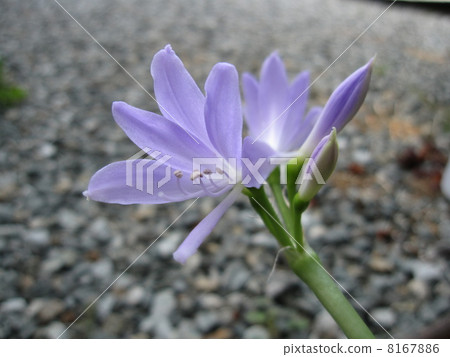 Griffinia Griffinia 8167886