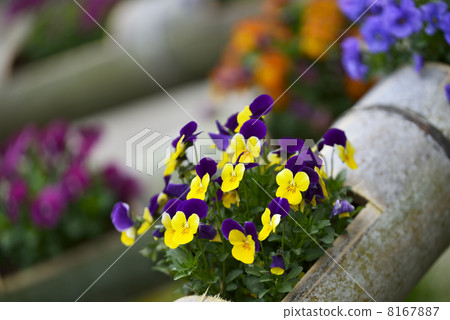 Pansy Pansy 8167887