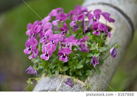 Pansy Pansy 8167888