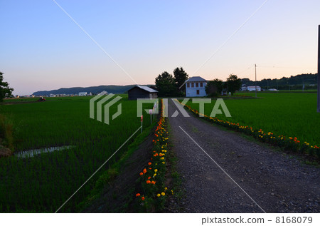 米領域花足跡 8168079