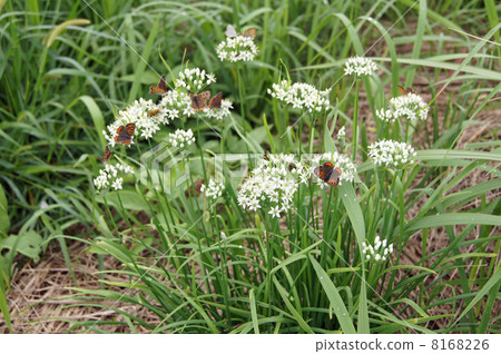 Chrysanthemum and Bennisimi Chrysanthemum and Bennisimi 8168226