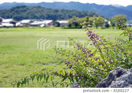 Komurasaki and mushrooms mountains Komurasaki and mushrooms mountains 8168227