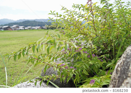 Komurasaki and mushrooms mountains 8168230