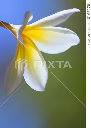Plumeria 8168276