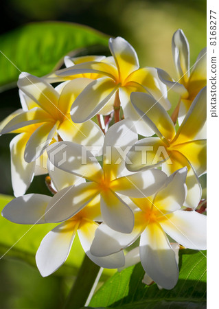 Plumeria 8168277