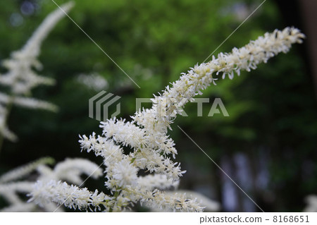 升麻 升麻 8168651