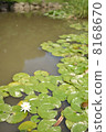 Water lily 8168670