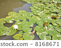 Water lily 8168671