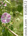 Morning glory 8168672