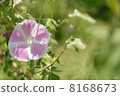 Morning glory 8168673