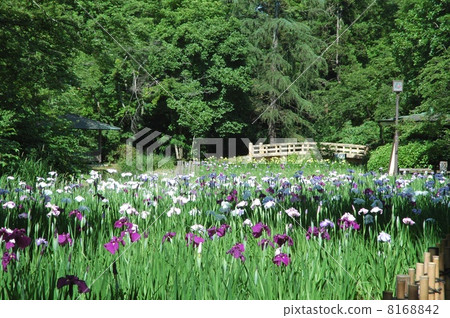 日本庭院的虹膜 8168842